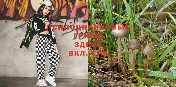 дживик Ладушкин